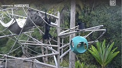 Apes