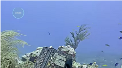 Cayman Reef
