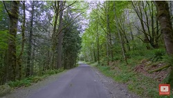 Forest Walk