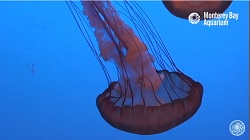 Jellyfish