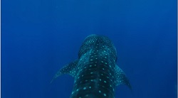 Oceanscapes