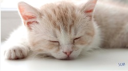 Purring Kitten