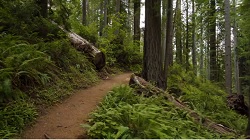 Redwood National Forest