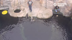 Sea Otter Cam