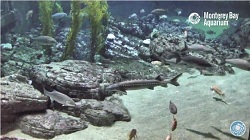 Sharks