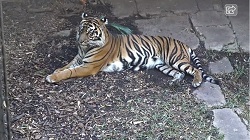 Tigers